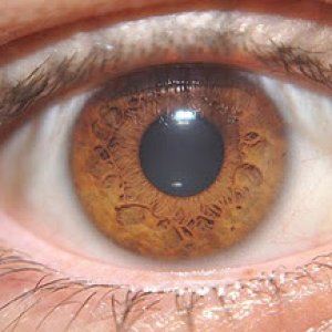 brown-eye-1 (1).jpg